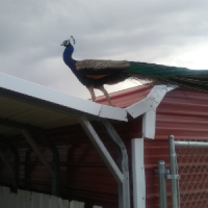 Profile avatar image for fabulous