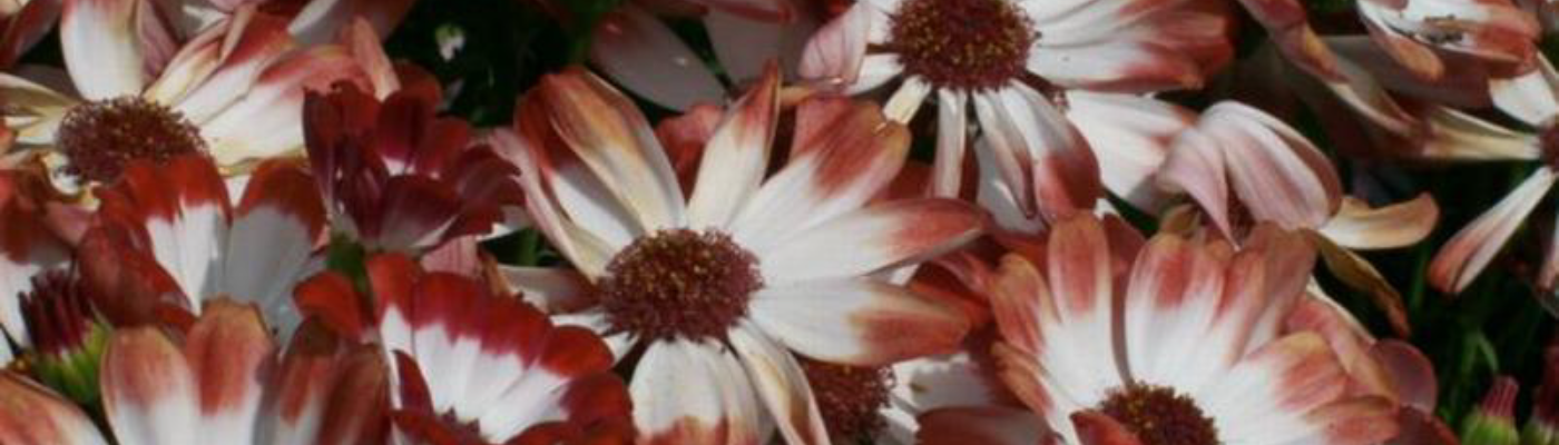 Profile banner image for JJtheJetPlane