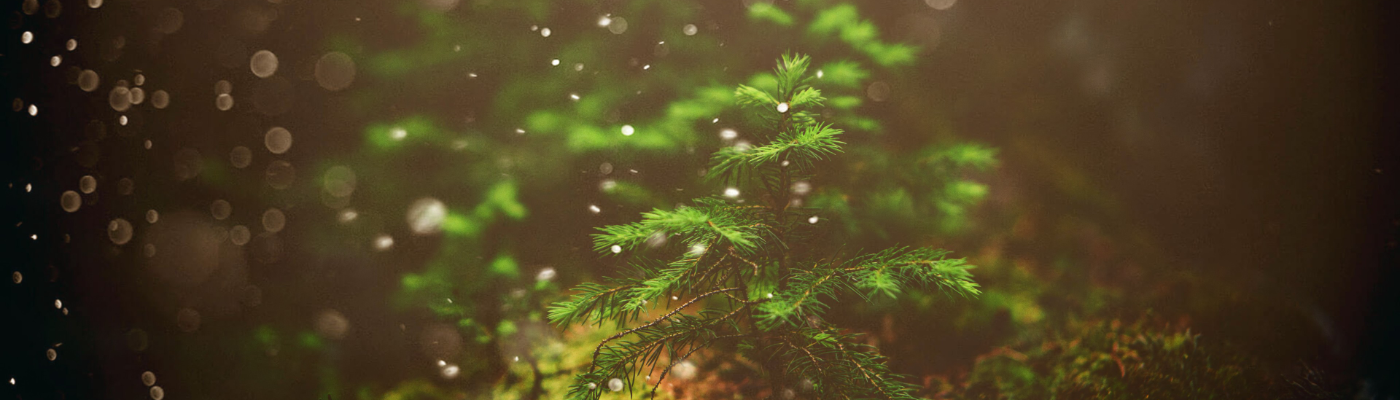 Profile banner image for LittleBugs