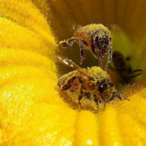 Profile avatar image for Orthodust