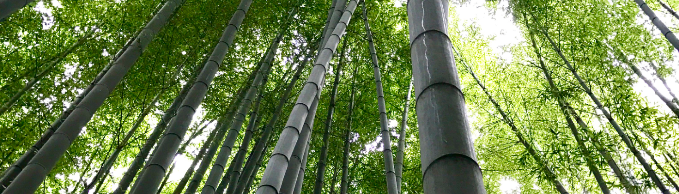 Profile banner image for Sakura917