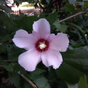 Profile avatar image for ravenclawbubble