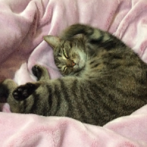 Profile avatar image for SayMeow