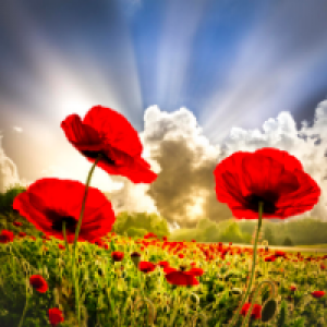 Profile avatar image for CorrieL