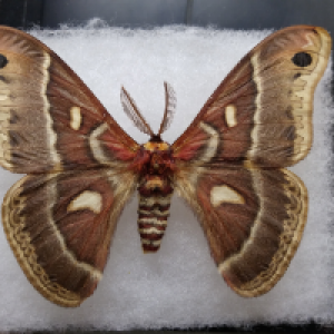 Profile avatar image for spyinthehouse