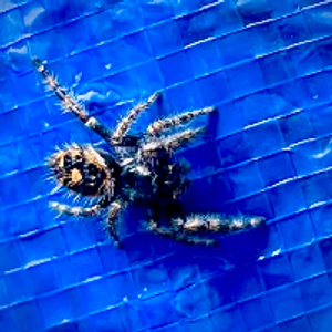 Profile avatar image for Reynold