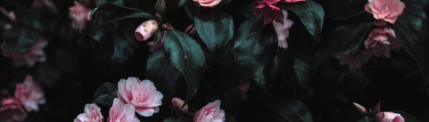 Profile banner image for msrizza