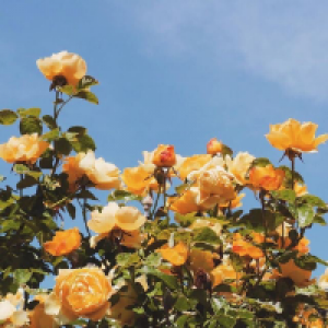 Profile avatar image for Rose_and_Thorn