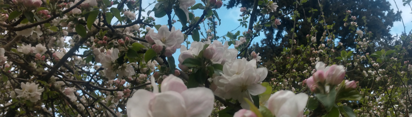 Profile banner image for Dolcevida360