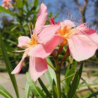 Profile avatar image for NoorUlAin