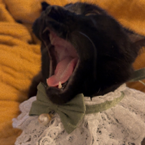 Profile avatar image for BaileyBug