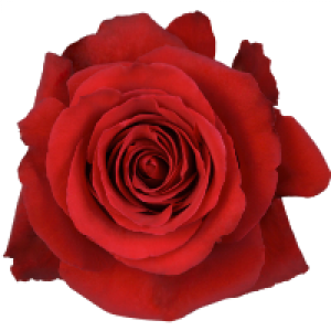 Profile avatar image for Asta