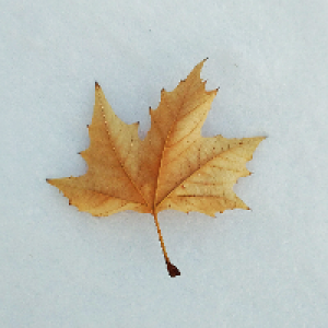 Profile avatar image for mogowrites143