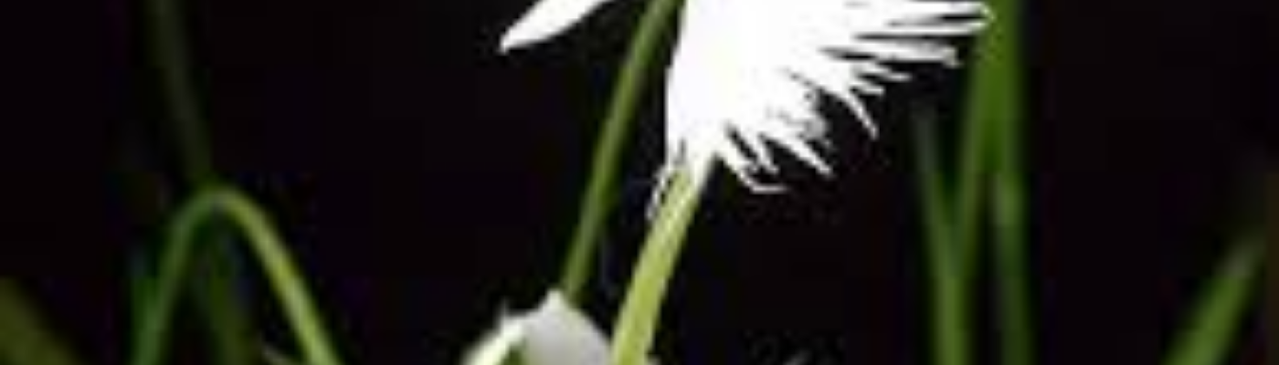 Profile banner image for STBhagyalakshmi