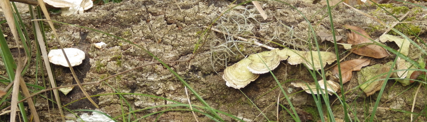 Profile banner image for nightenGale