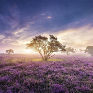 Profile avatar image for Evilsnowcastle