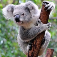 Profile avatar image for KoalaKingv1