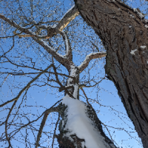 Profile avatar image for Brynnivere