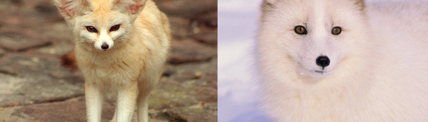 Profile banner image for FellowsofRings