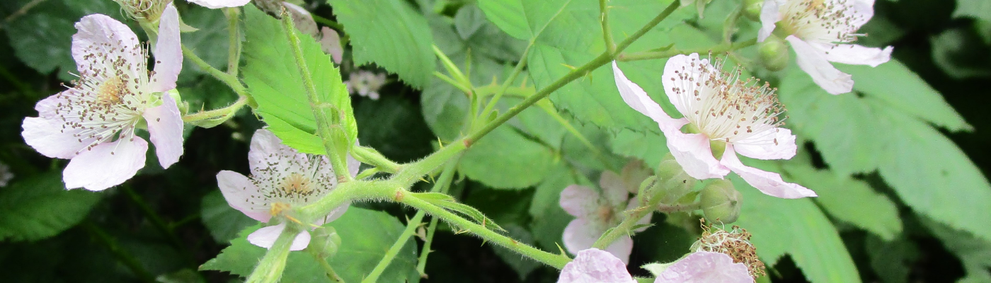 Profile banner image for JuliaARunkKnaak