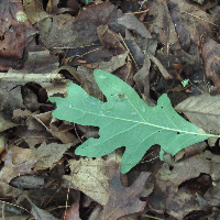 Profile avatar image for lschaffe