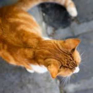 Profile avatar image for LanieBorne