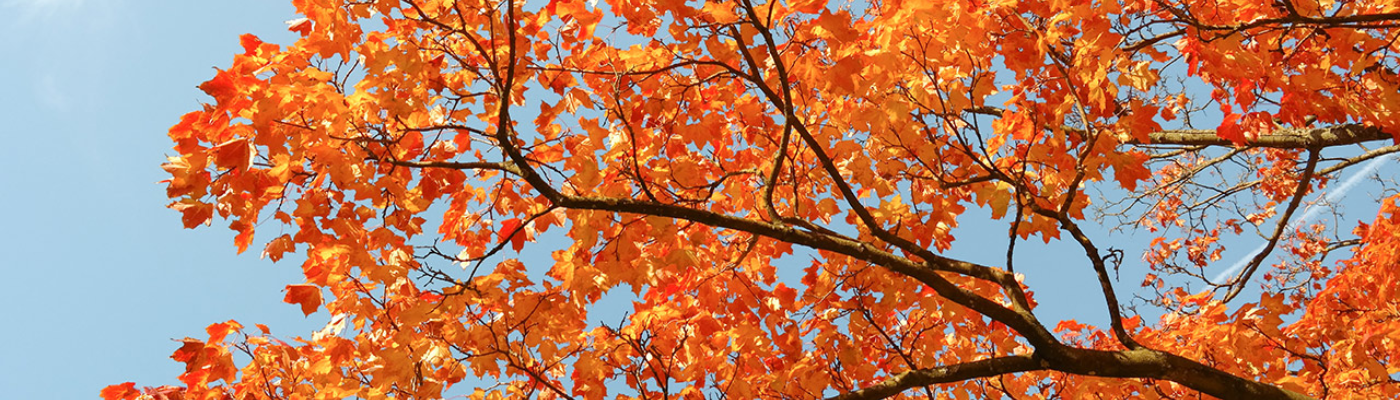 Profile banner image for goldenlaces