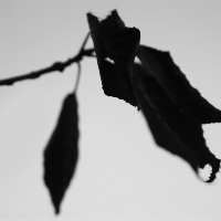 Profile avatar image for breathingpast