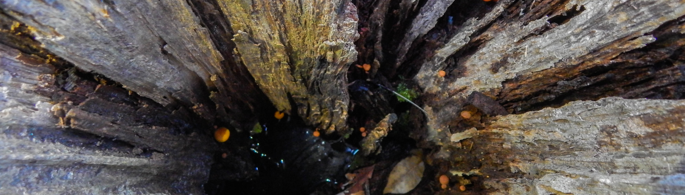 Profile banner image for CautiousRain