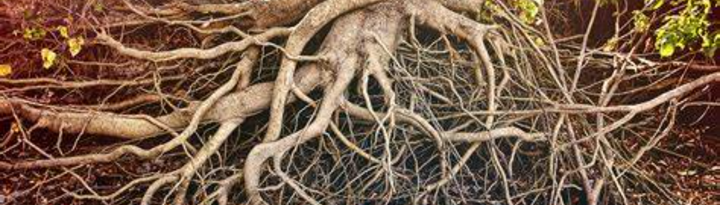 Profile banner image for LARGE