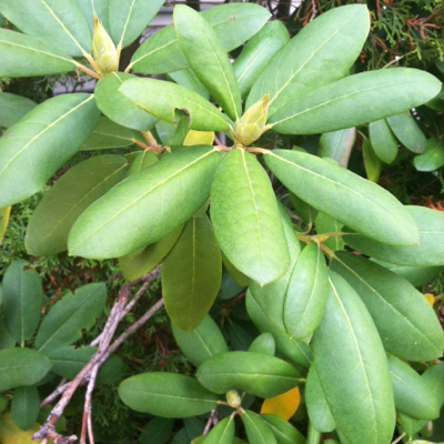 Profile avatar image for Eli_quent