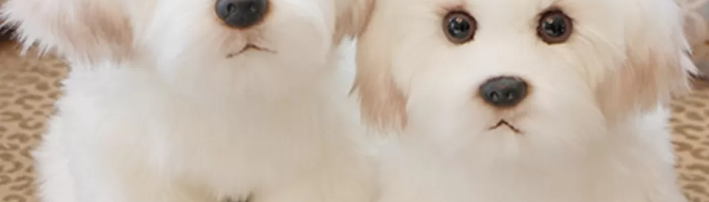 Profile banner image for Aanya