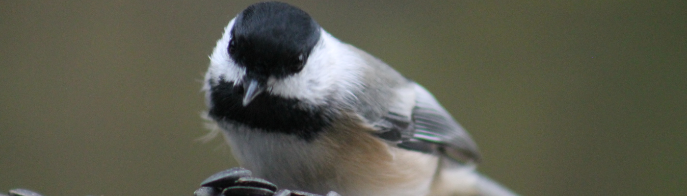 Profile banner image for HelloWorld