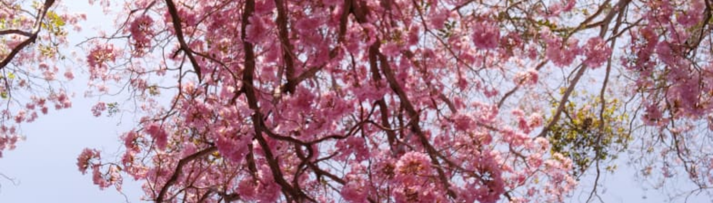 Profile banner image for Ama