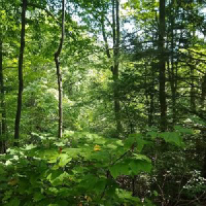 Profile avatar image for Solispin