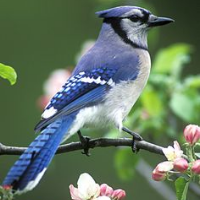 Profile avatar image for lyndajo