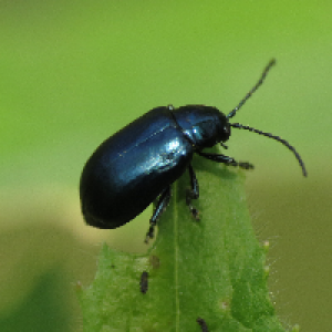 Profile avatar image for Terram