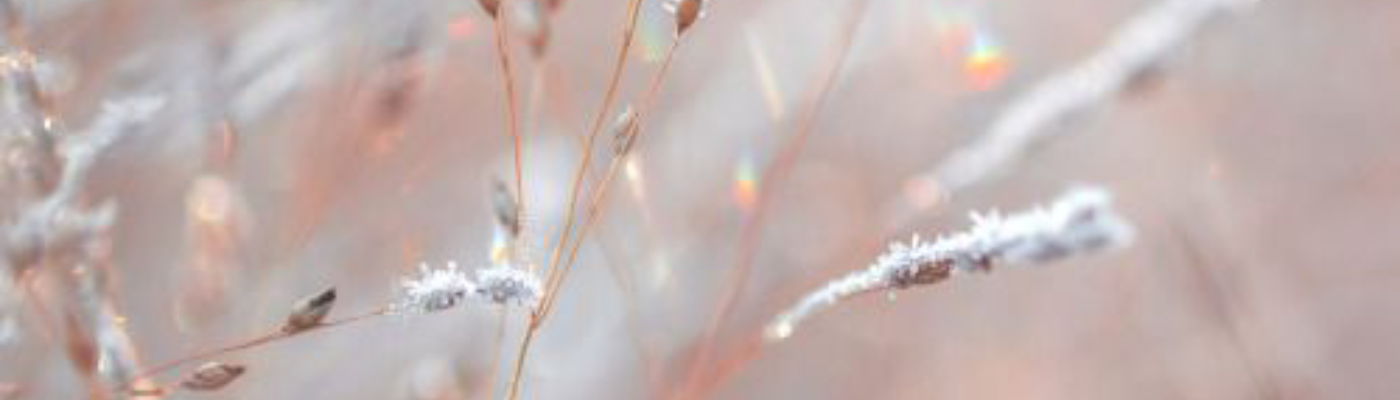 Profile banner image for TeaRise