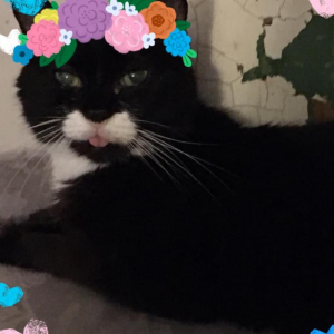 Profile avatar image for teaxkitty