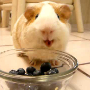 Profile avatar image for blueberryblu