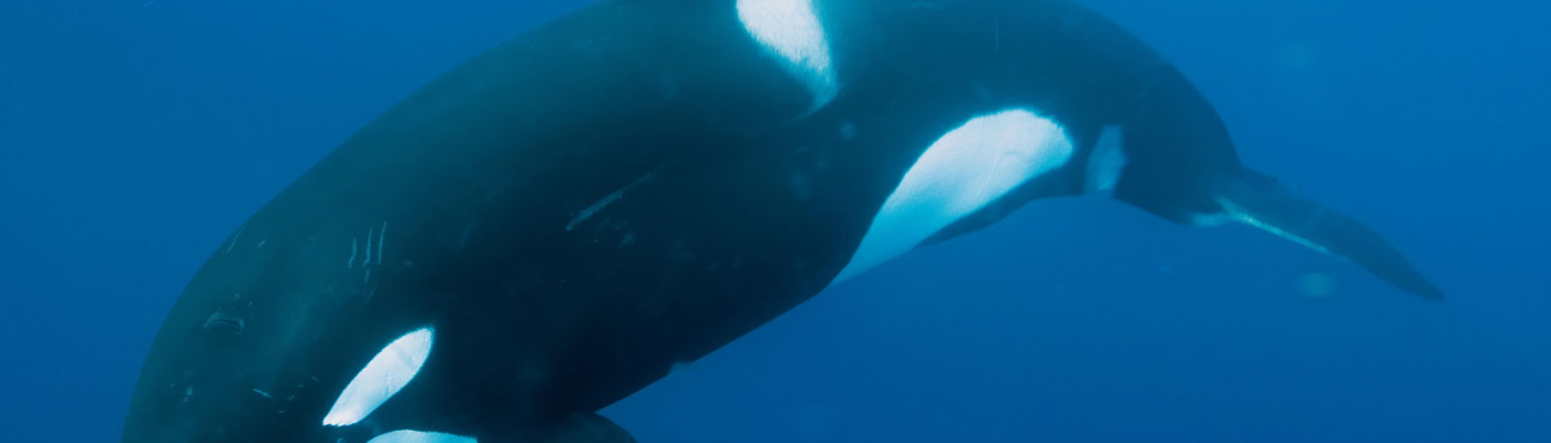 Profile banner image for RedWingsBlack