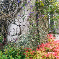 Profile avatar image for AshenRose