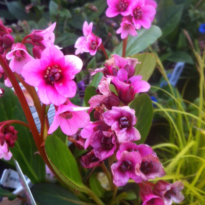 Profile avatar image for Odie_lover