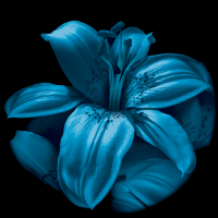 Profile avatar image for BlueLilly