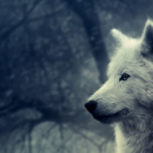 Profile avatar image for ThatOneWolfe