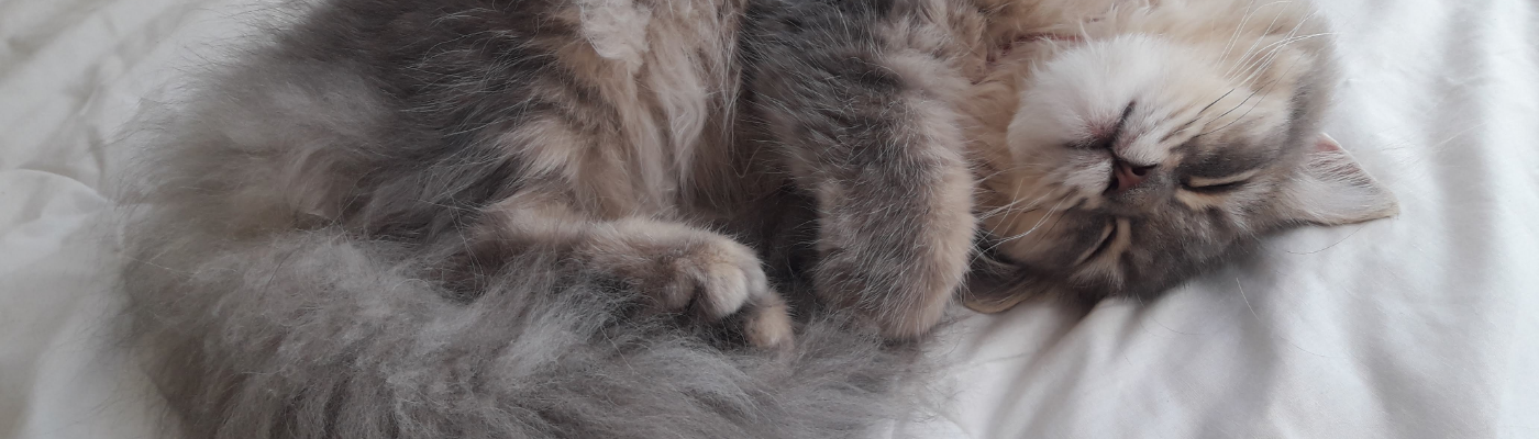 Profile banner image for litterbox