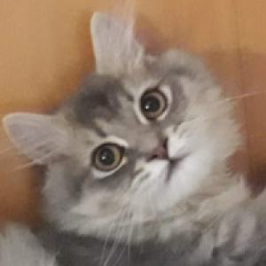 Profile avatar image for litterbox