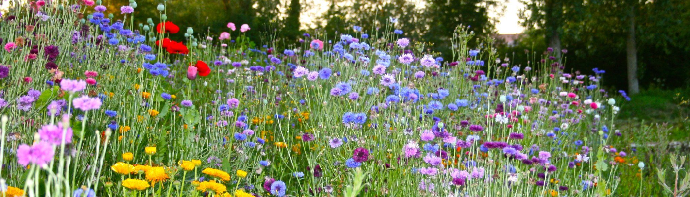 Profile banner image for libbythepencil