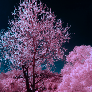 Profile avatar image for Kiarac8