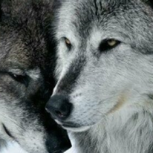 Profile avatar image for Okami_Seele